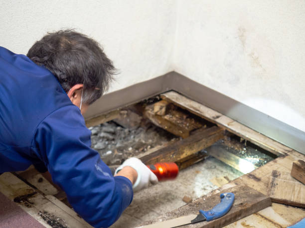Best Black Mold Remediation in Dublin, VA