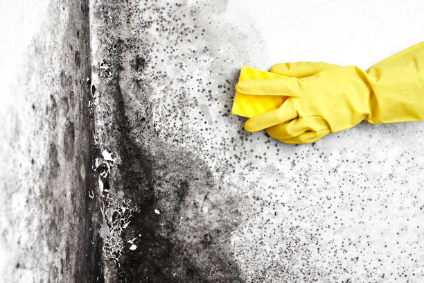Best Residential Mold Remediation in Dublin, VA