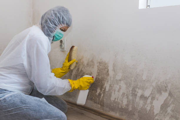 Best Insurance-Related Mold Remediation in Dublin, VA