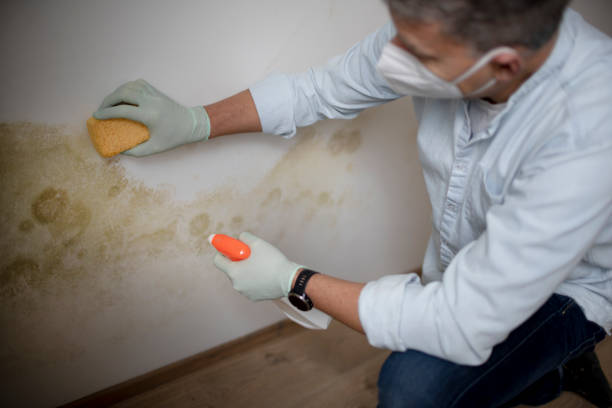 Best Post-Flood Mold Remediation in Dublin, VA