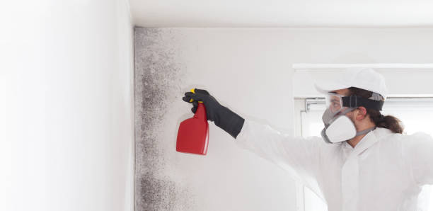 Best HVAC Mold Remediation in Dublin, VA