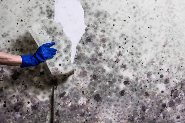 Best Localized Mold Remediation (e.g., coastal areas, humid climates) in Dublin, VA